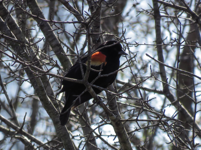 Red-winged Blackbirds spend summer at the pond.