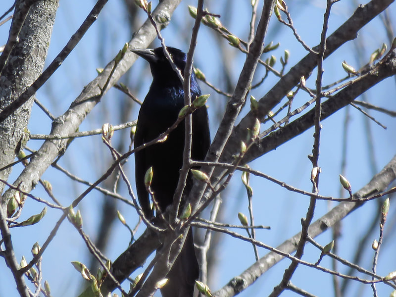 A Common Grackle perches in the trees surround the pond.