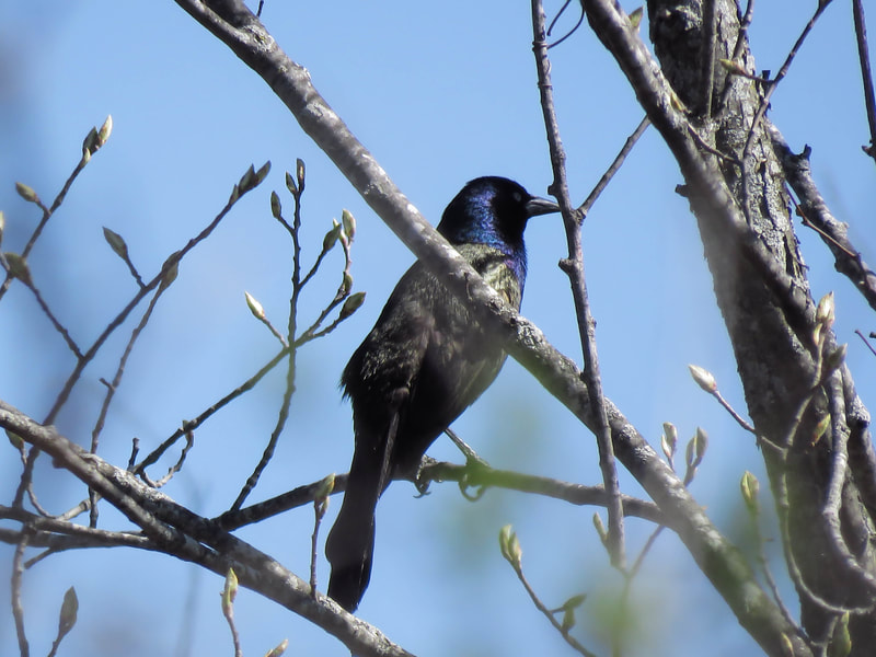 Common Grackles are uncommonly beautiful.