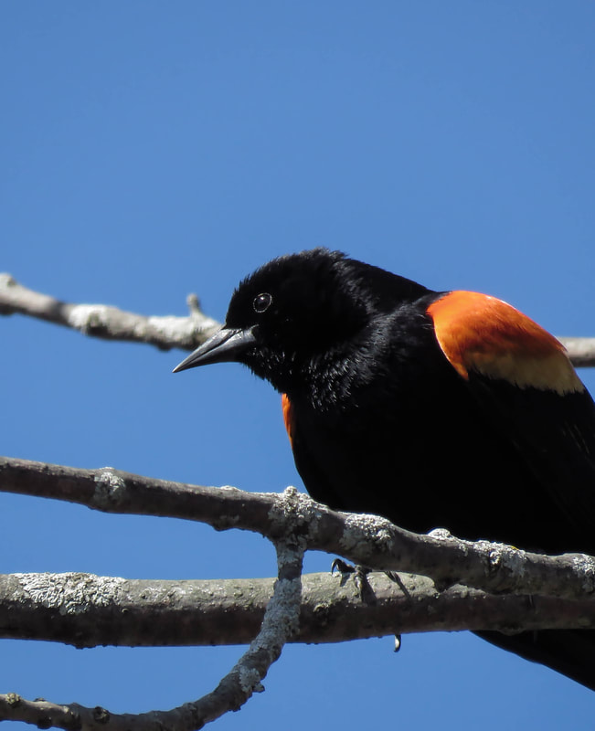 Close-up of a Red-winged Blackbird