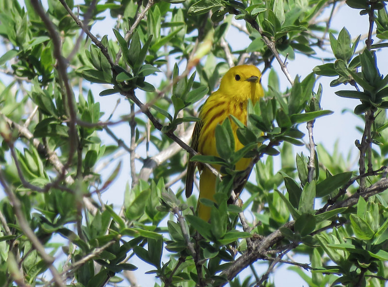 Another view of a Yellow Warbler.