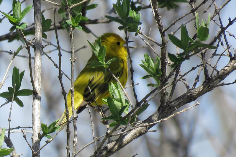 A Yellow Warblers singing from the trees.