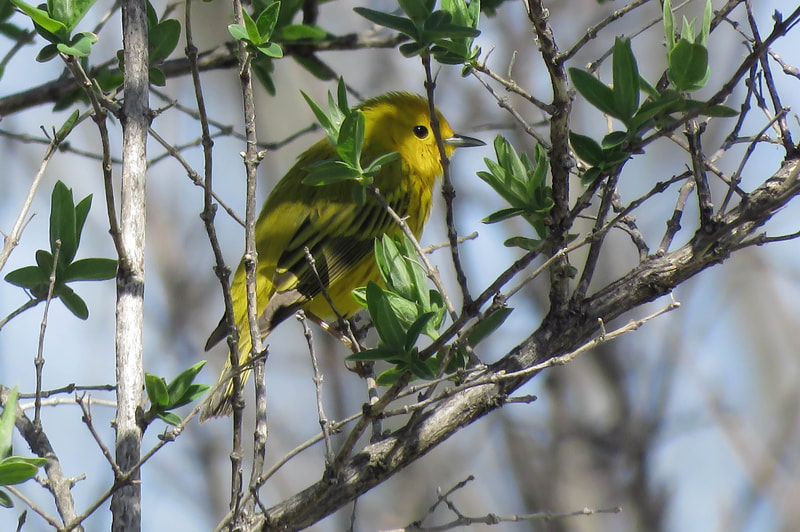 A bright Yellow Warbler among the branches during spring migration.